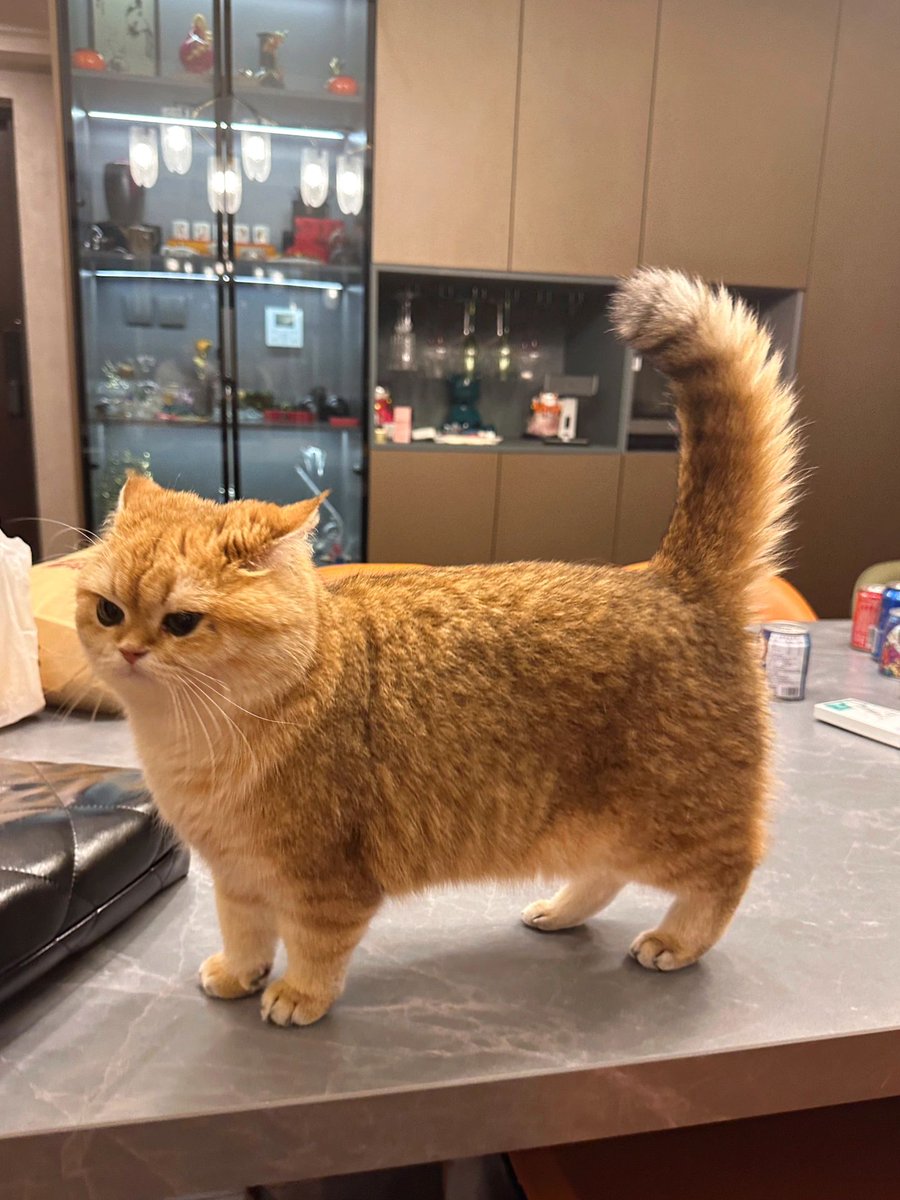 JonnePetson's tweet photo. A very naughty cat. Was it trying to fart on my desk?😂😂 https://t.co/dlt6m4me43