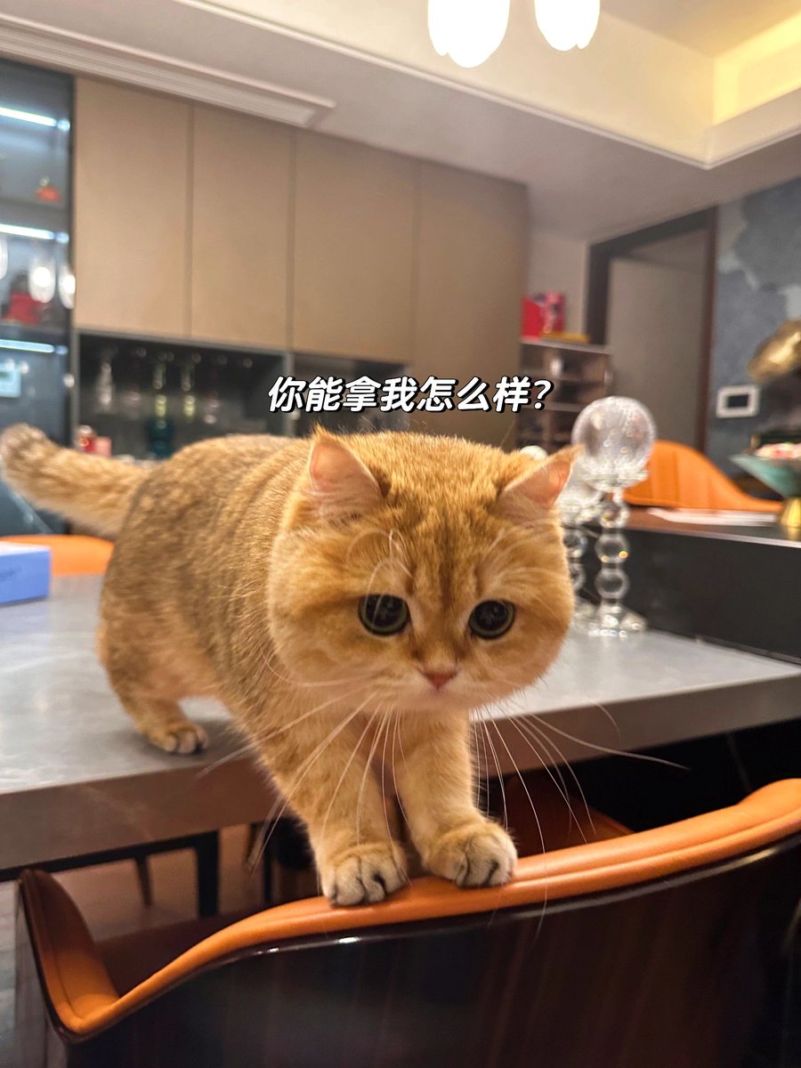 JonnePetson's tweet photo. A very naughty cat. Was it trying to fart on my desk?😂😂 https://t.co/dlt6m4me43