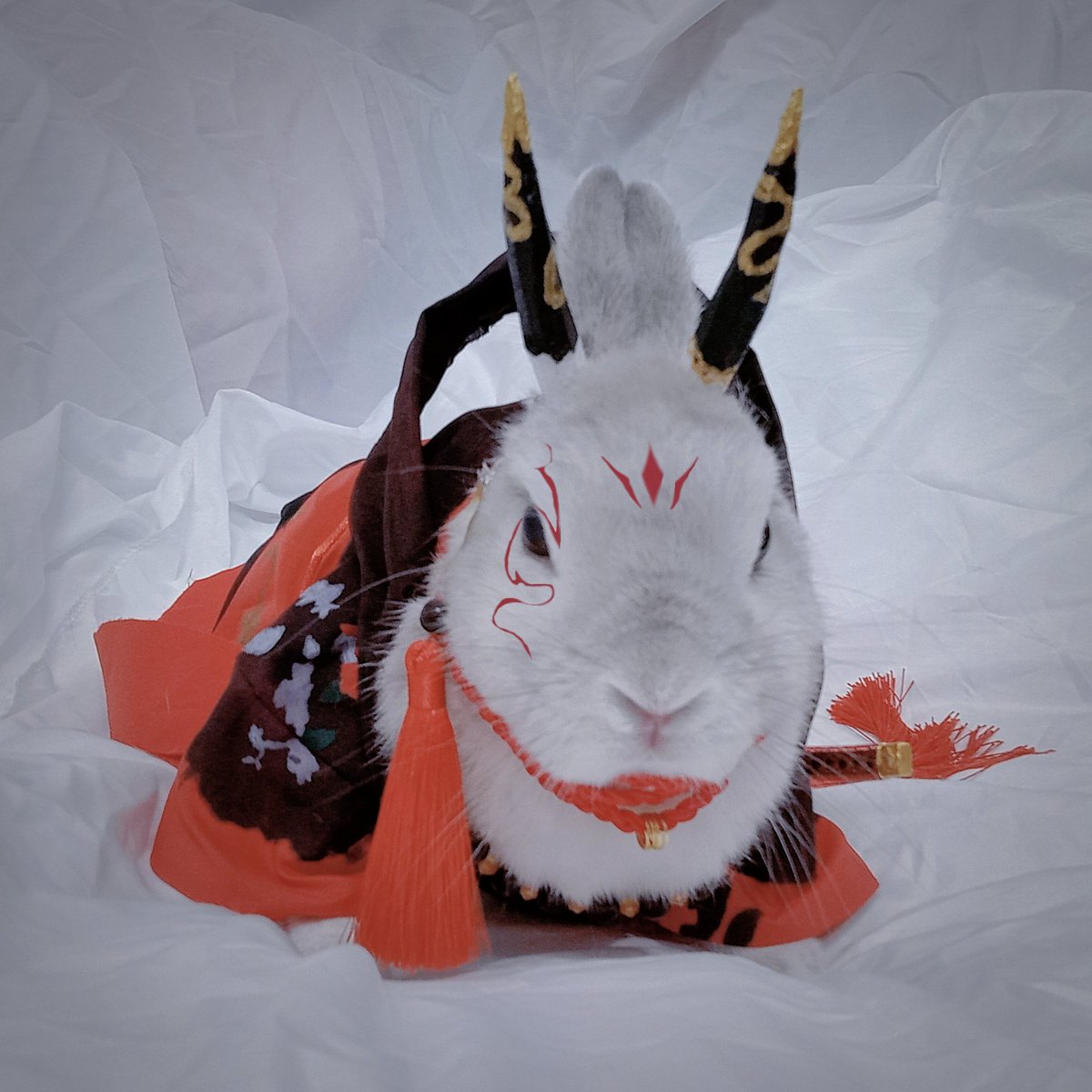 蘭萌皇🐰バイラン皇帝 tweet media