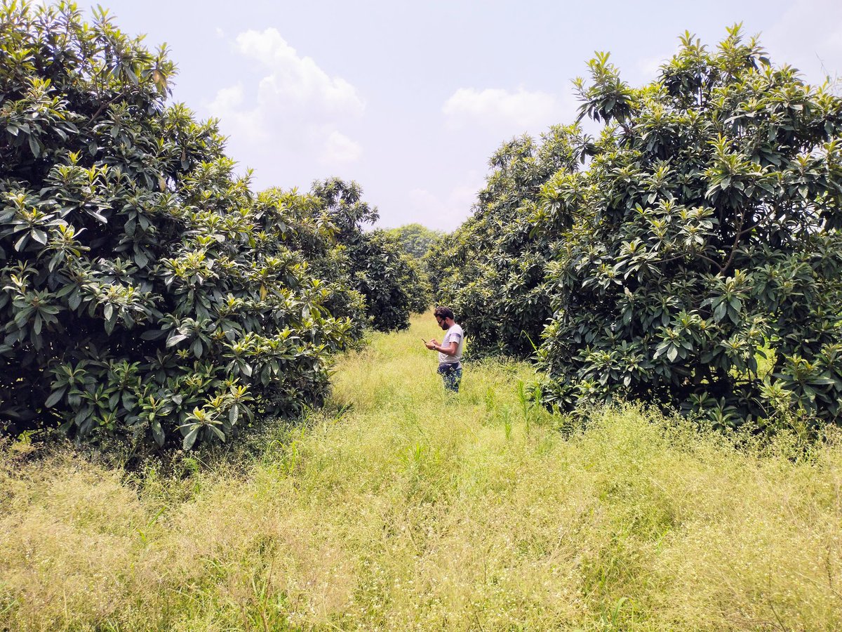 Mudasar41511381's tweet photo. Field Surveys about marking the roosting sites of Indian Flying Foxes in different areas of Punjab, Pakistan.
#Wildlife
#IndianFlyingFoxes
#BatConservationPakistan
#UVAS https://t.co/uoBgKbYsTw