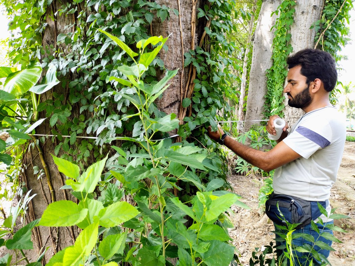 Mudasar41511381's tweet photo. Field Surveys about marking the roosting sites of Indian Flying Foxes in different areas of Punjab, Pakistan.
#Wildlife
#IndianFlyingFoxes
#BatConservationPakistan
#UVAS https://t.co/uoBgKbYsTw