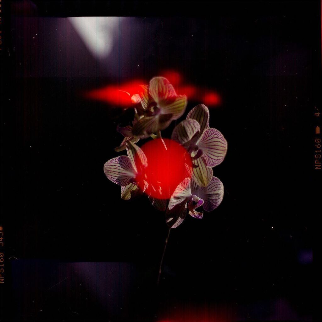 bastet's tweet image. Wildflower, Summer is here.

Kiev 88, Fuji NPS 160

#kiev88 #winexperiment #bastetroof #lightleaks #analog #analogphotography #filmphotography #filmisnotdead #orchidea #coinquilinifelini instagr.am/p/CvnB1KlMBHV/