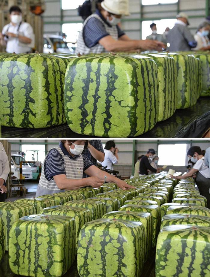 Square Watermelons In Japan. 🇯🇵🍉 🟥Watermelons are grown inside square boxes to produce this unusual square shape. Suppliers have found them more convenient for stacking, shipping, and refrigerator storage.