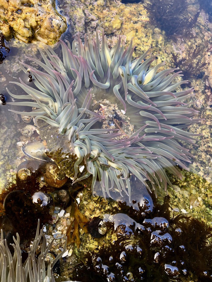 Whenever I head to a rocky shore I check the charts for the times of low tide. #ocean #anemone #tidepool #CACoast #centralcoast