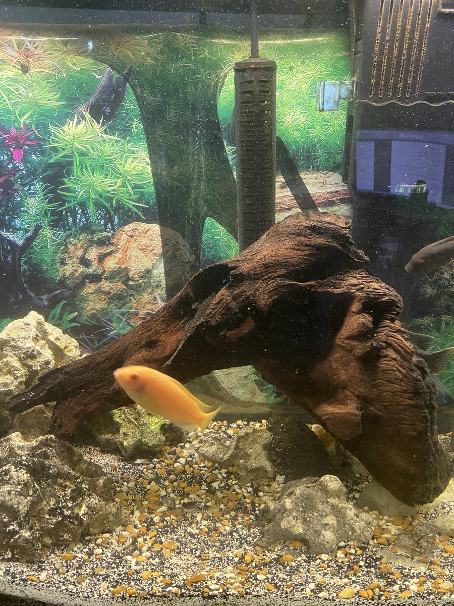 My husband was changing the water in our mbuba cichlid tank &amp; discovered pleco eggs. 🤯

Thankfully our male was able to find the clutch again &amp; is protecting his eggs before the mbunas could get to them.

#aquaticlife #blackownedbusiness #lucrativeaquatics #fishbreeding