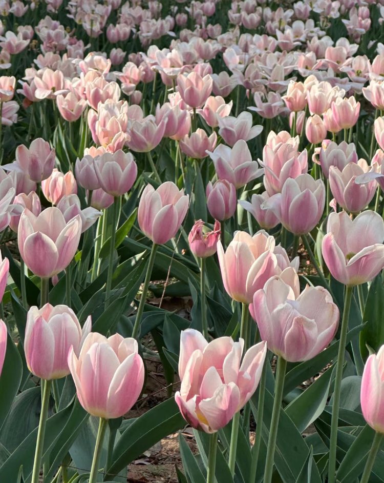 piinkibun's tweet photo. pink tulips <3 https://t.co/EOr8o42mJU