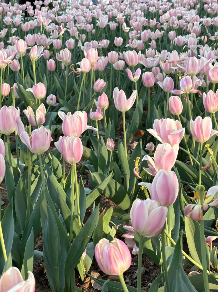 piinkibun's tweet photo. pink tulips <3 https://t.co/EOr8o42mJU