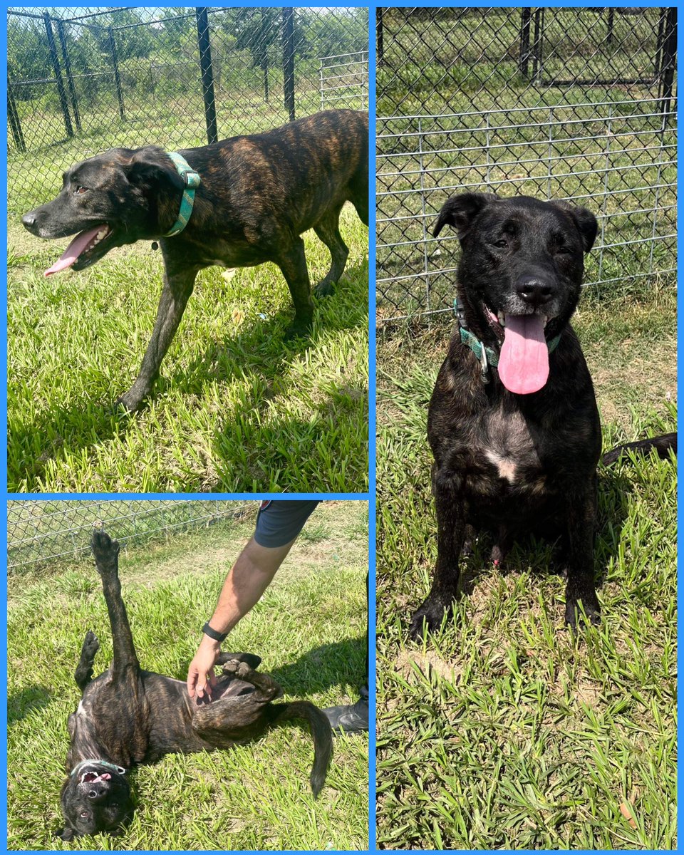 KatyPetShelter's tweet photo. Meet Ace! He has been with us since February. He is a lab plott hound mix. His brindle is so striking! He is looking for a cuddle buddy. Check him out on #PetFinder #plotthounds #blaclabs #brindledogs #rescueismyfavoritebreed https://t.co/5LNrNYdFjn