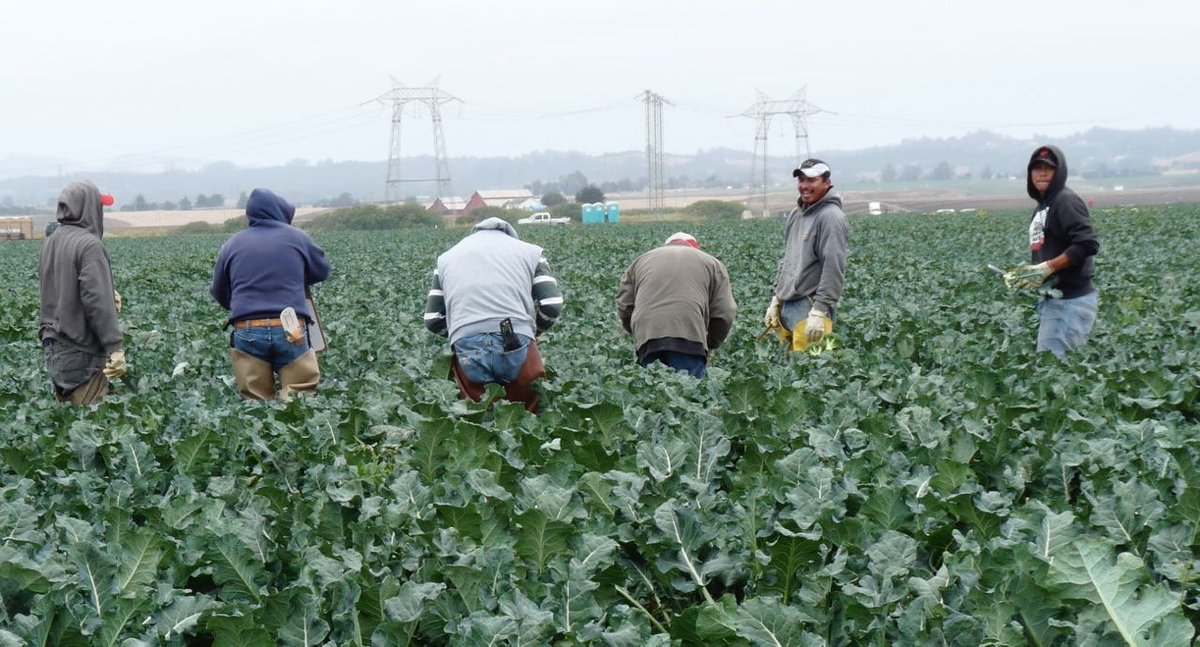 MercyBrownBag's tweet photo. It's Farm Worker Appreciation Day!

Farm Workers are foundational, not just to our Brown Bag program, but to our society as a whole. Food cultivation, production and transportation drives all aspects of humanity! https://t.co/dlCVngv8B2