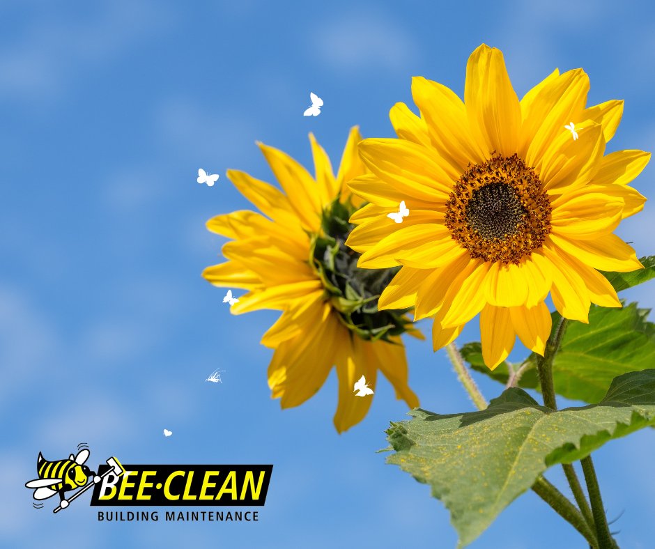 Bee-Clean tweet media