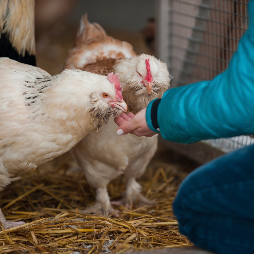 KeepAustinEatin's tweet photo. Today is Farmworker Appreciation Day...and this is not an understatement...we couldn't do it without you! Thanks for all you do. And a special shoutout to @vitalfarms We eat your eggs daily! #keepaustineatin #vitalfarms #nationalfarmworkerappreciation https://t.co/muialWGALc