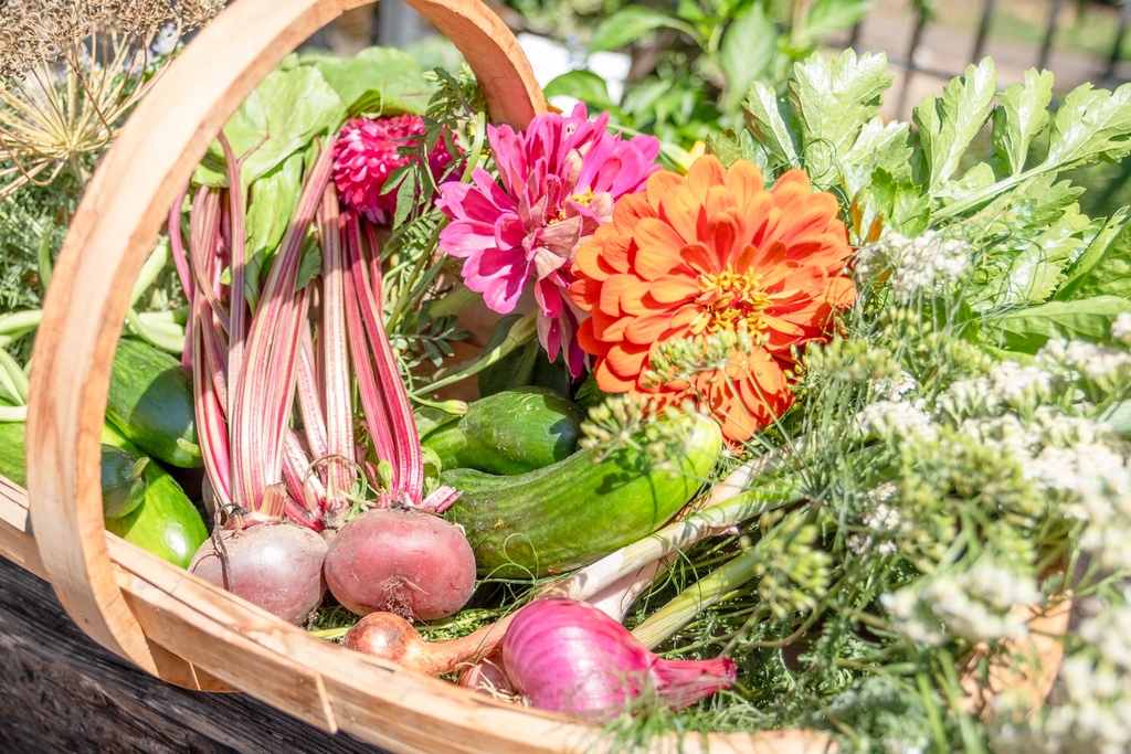 cornellfarm's tweet photo. This month for Kitchen Garden School, we're walking around the Farm with our lead kitchen gardener, Cynthia DuVal, as she harvests herbs, veggies, and fruits to create a beautiful — and delicious — harvest basket! 🌿🍅🫐 Check it out: https://t.co/QFTtl1kKdU. https://t.co/2MZ40ElcHo