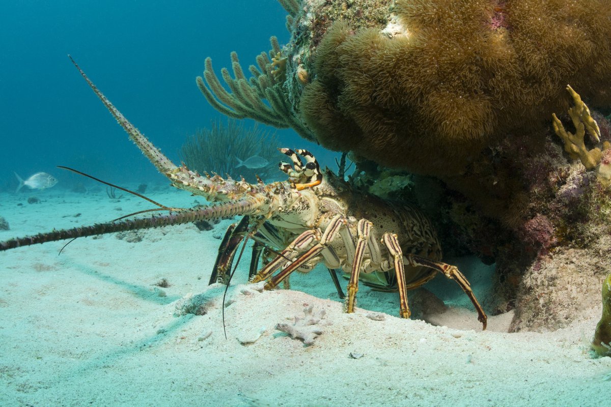 Divers Direct tweet media