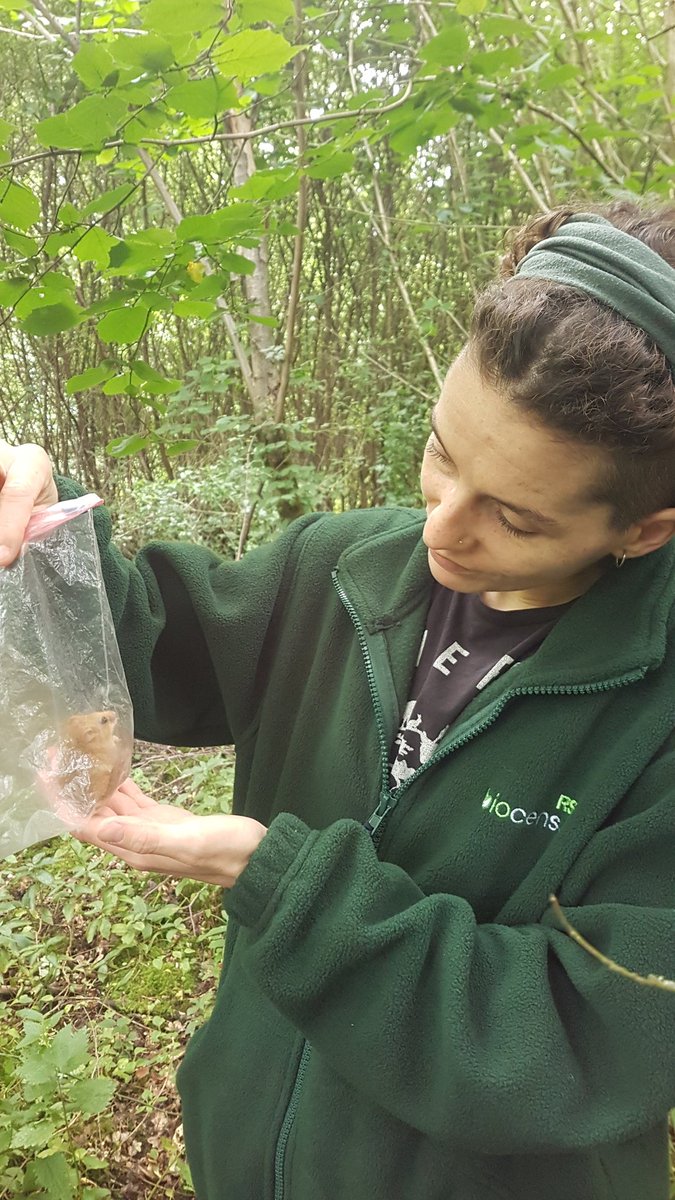 Notts Dormouse Group tweet media