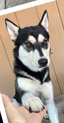 petadoptionfund's tweet photo. Pretty #Husky gal *COCO* has been waiting for a home for way too long. Please #AdoptCoco and give her the forever love that she so deserves. π
βLos Angeles, CA
πPet Adoption Fund
βοΈ 818.340.1186
π https://t.co/7s0PGqn7j2
#HuskiesOfTwitter #HuskyDogs #AdoptAShelterDog https://t.co/6ofR6AT59e