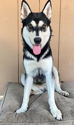 petadoptionfund's tweet photo. Pretty #Husky gal *COCO* has been waiting for a home for way too long. Please #AdoptCoco and give her the forever love that she so deserves. π
βLos Angeles, CA
πPet Adoption Fund
βοΈ 818.340.1186
π https://t.co/7s0PGqn7j2
#HuskiesOfTwitter #HuskyDogs #AdoptAShelterDog https://t.co/6ofR6AT59e