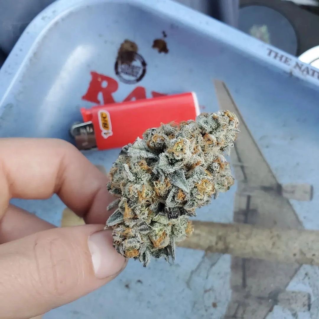 Raw_Genetics_'s tweet photo. Pacific Pie (Georgia Pie X Apples n Bananas) potent heavy stacking combo!
🌊🥧🍨🍇🥧 from the
#applesnbananas fem line! #rawgenetics
#fuelthejet #thisisraw #FlavorF https://t.co/4z3GXb3AiG