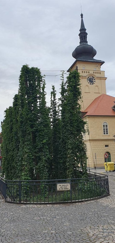 CDML's tweet photo. Smallest hops field in the world. #zatec https://t.co/kBNOYC7Gl6