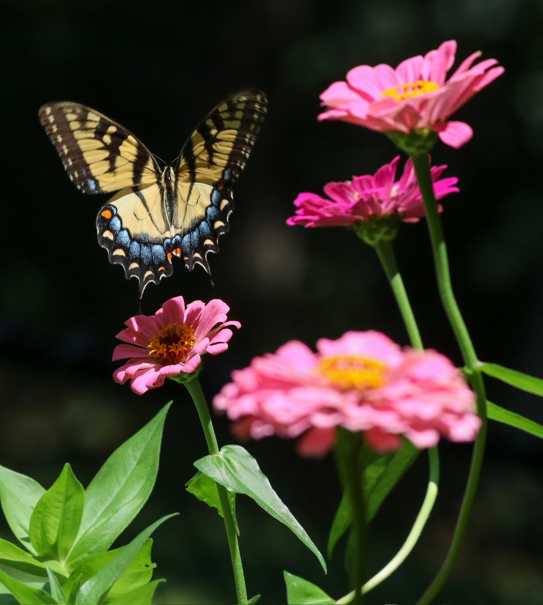 ryangilchrest's tweet photo. Photoshoot with my favorite garden visitors. Less frequent this year than I'd like. https://t.co/MX8uEsVcrO