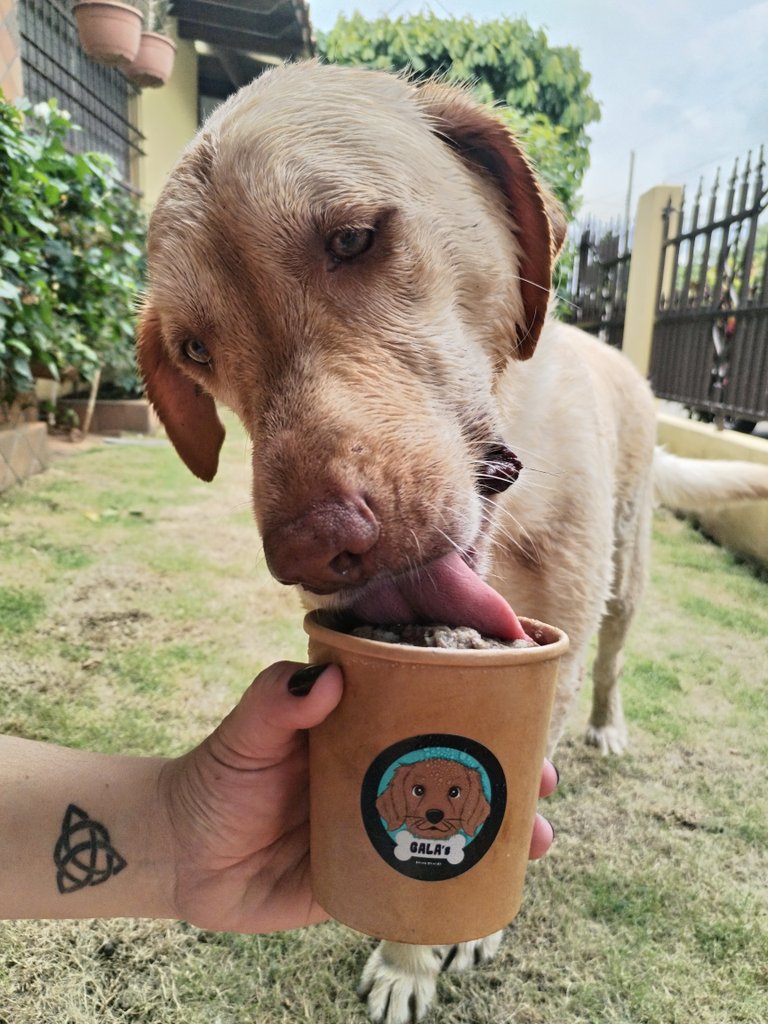 gloriamelania's tweet photo. ¿Ya almorzaron y ya se volvieron a bañar para dormir la siestecita?
Mira, tía Riczy @RiczyVergara ya me puedes venir a buscar para ir de vacaciones a Santiago 😇😉
#AstroBoy #TimeforLunch #HappySunday #LabradorRetriever https://t.co/NmIgWTgM6b