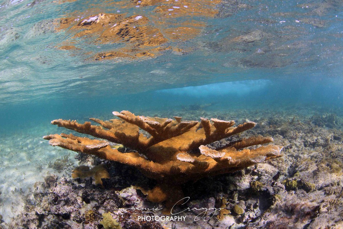 Really nice to see good signs of Acropora palmata recovery on Anguilla following the impact of hurricane Irma 6 years ago.

We estimated that 25-30 genetes are growing well in the shallow reef on the west coast.