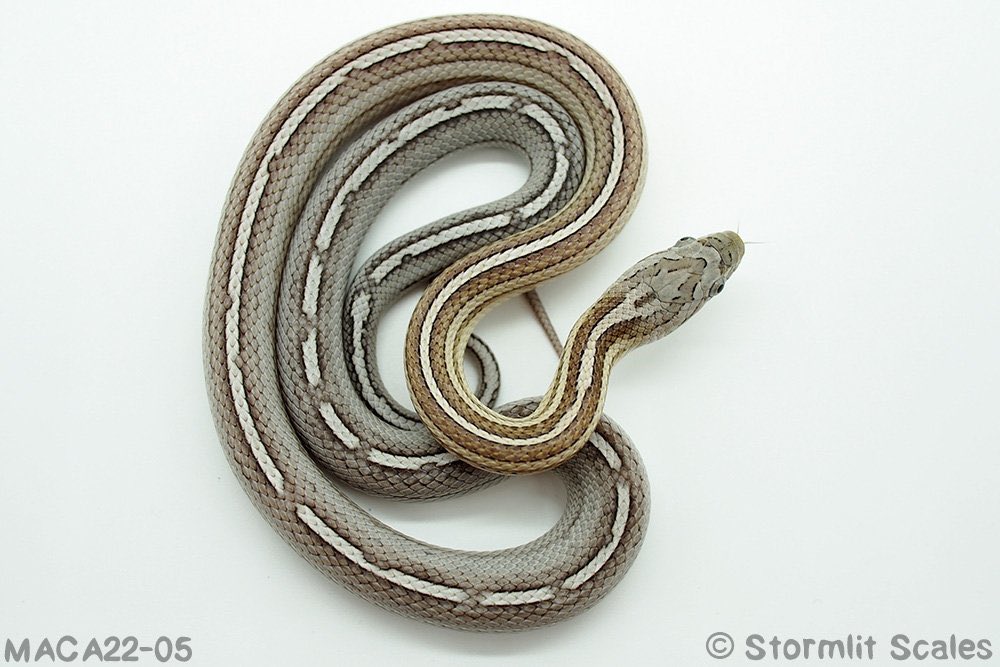 AKA FEB NOVEL tweet media