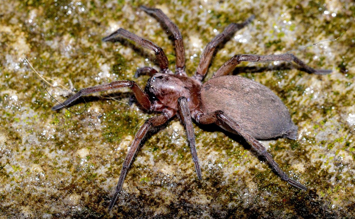 BrowneVin's tweet photo. @BritishSpiders https://t.co/uJtdVjzaHv