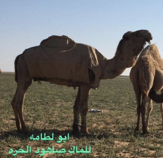 ابن مصلح tweet media