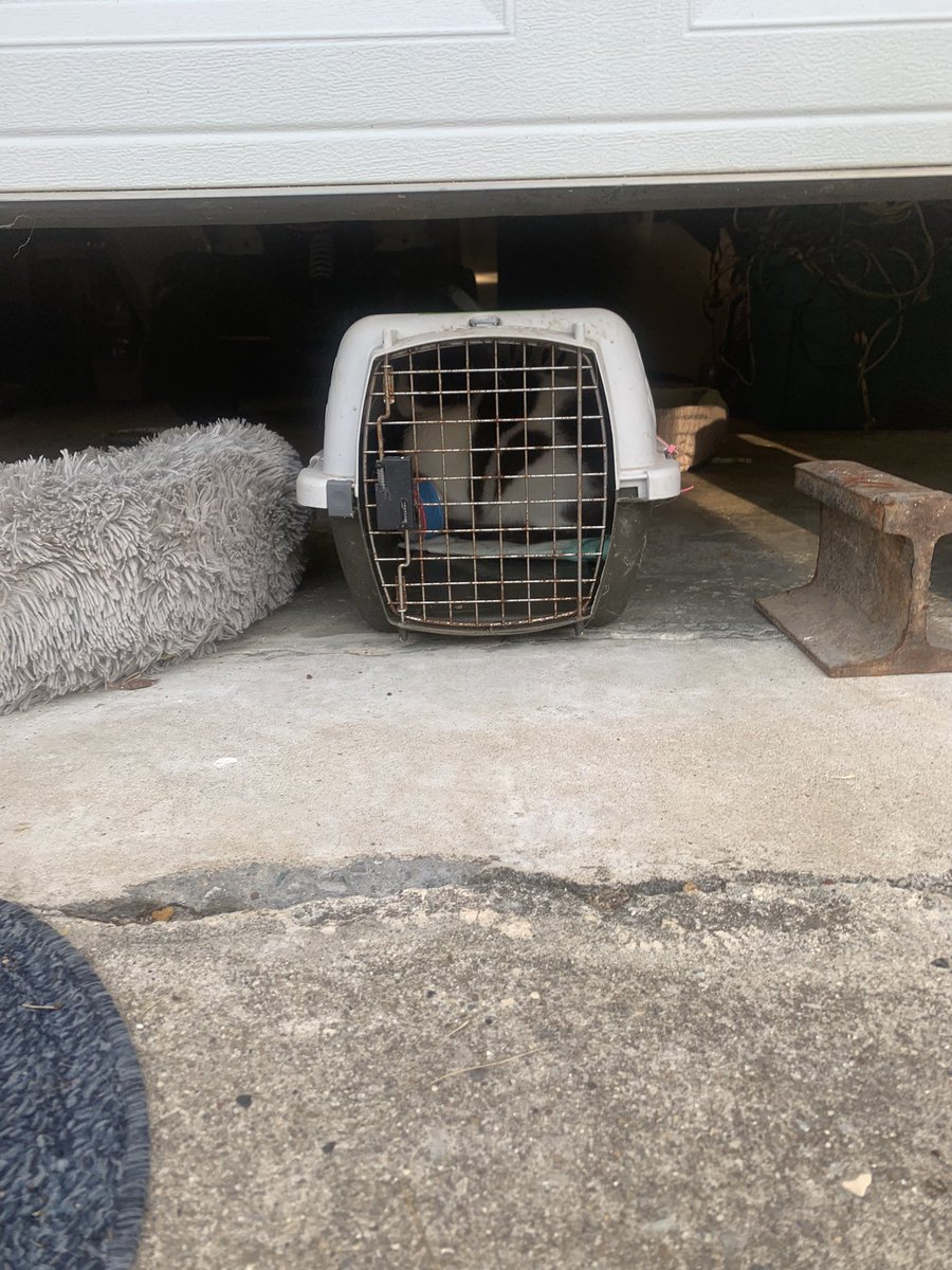 Ms. Marian’s #cats were indoor/outdoor, and she even had a couple barn cats. This past week Mr. Moo & Nakita-cats decided to be caught to go to their new #foreverhome #FureverHome thx to their mommy having created a #pettrust w an #estateplanningattorney #cats #pets n planning!