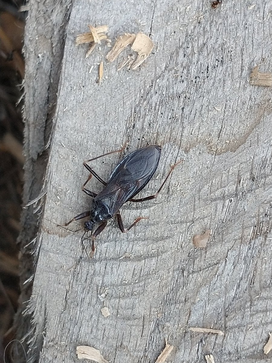 javaman35's tweet photo. #NCCBioBlitz some of my favorites so far. https://t.co/eh8xr5NSfW