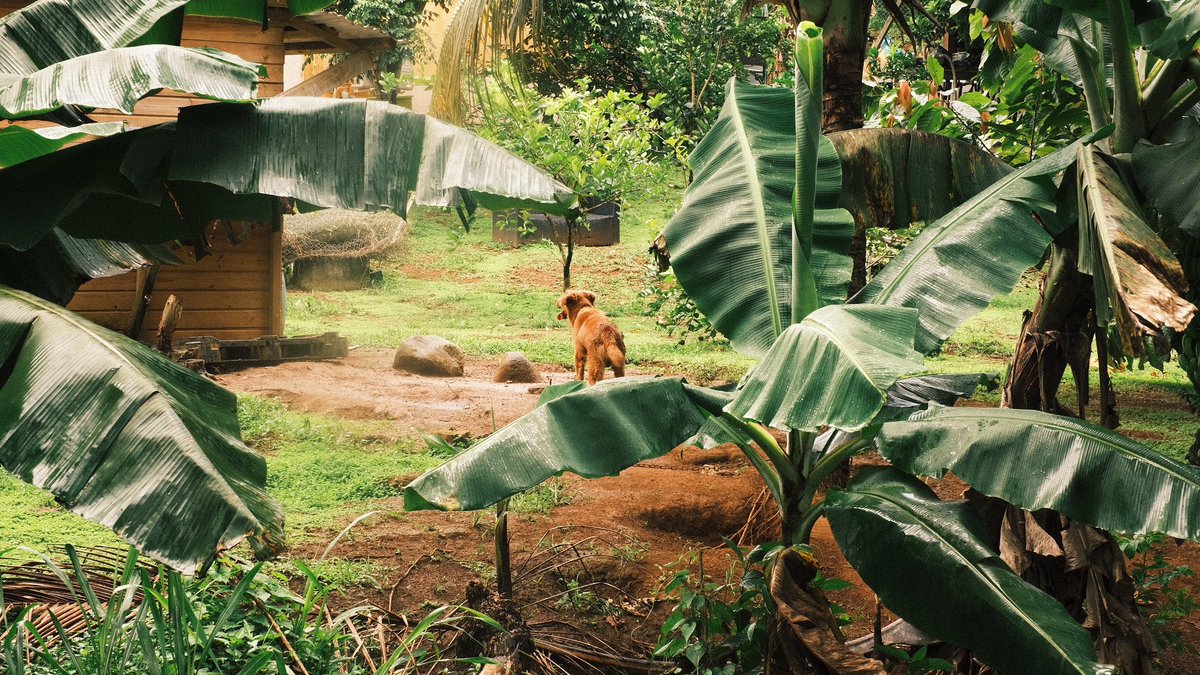 igor_vodkann's tweet photo. Fujifilm xt4 #sigmalens #martinique #fujifilm_xseries 18-50mm https://t.co/wfky1Iru3h