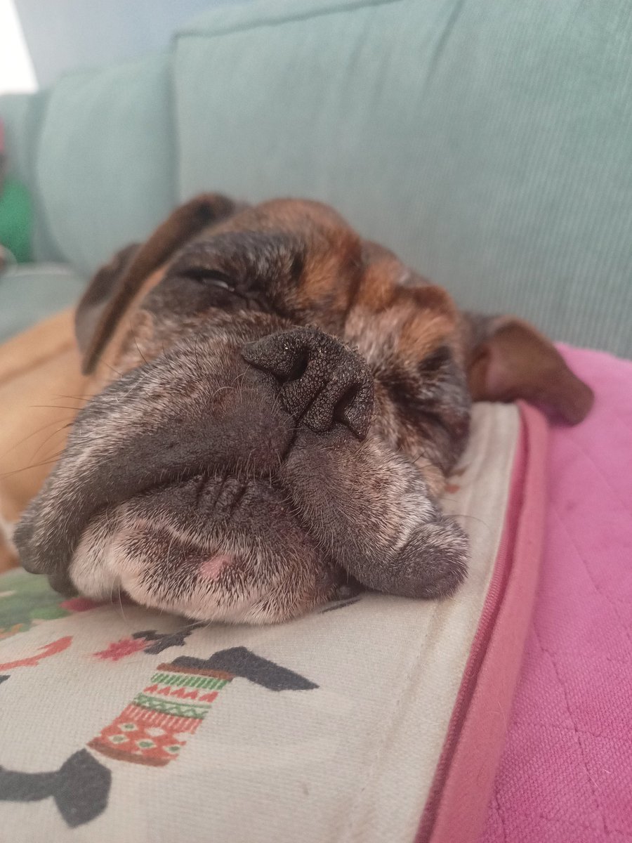 JanetBoxer's tweet image. Life is tough #boxer #dogs #boxerdogsuk #boxerdog