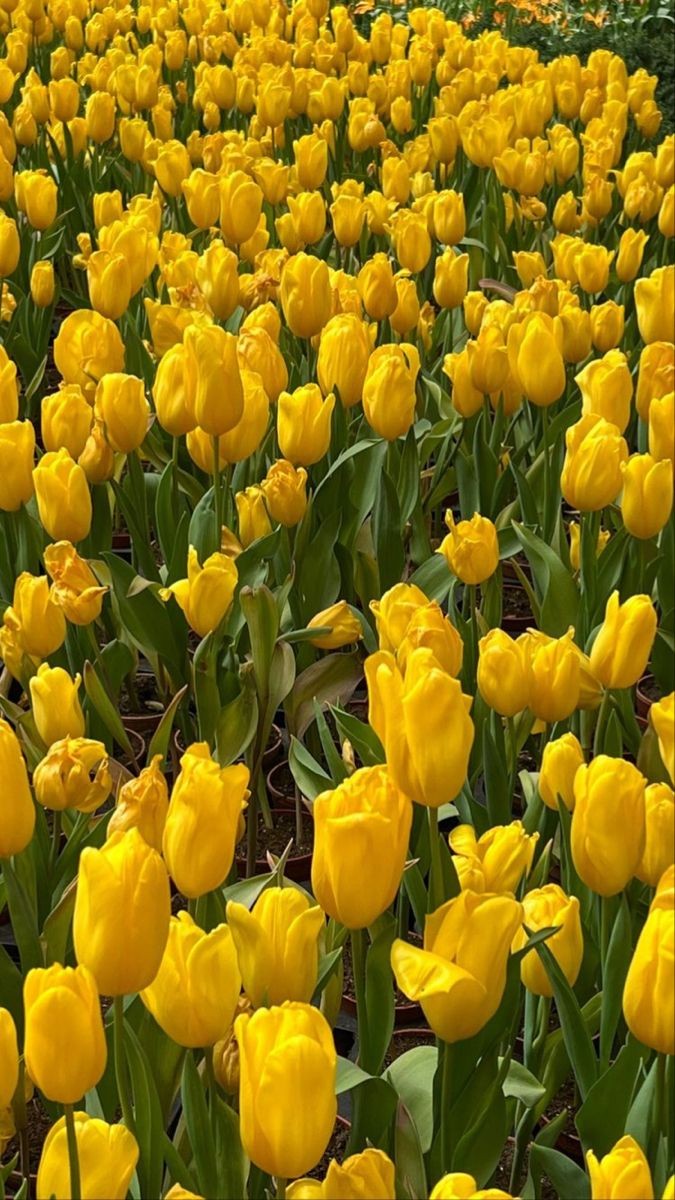 yellow tulip field