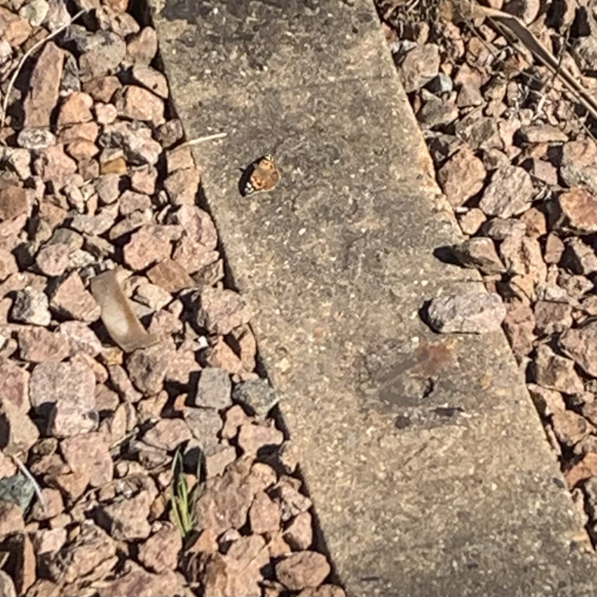 a_fallan's tweet image. Fairly interesting train journey today.  Lots of butterflies on Buddleia, painted lady on the tracks, plus buzzard, kestrel, lapwings and three hares.  No Monty’s when we passed BHF sadly.