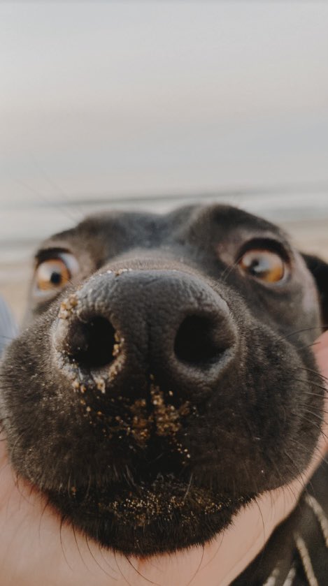 isabellaOS13's tweet photo. Mi perrita negra 🥰🫶 https://t.co/ZUSPULRLbo
