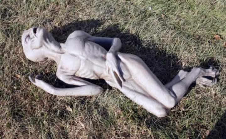oc3ansluut's tweet photo. My alien friend after I peer pressured it into drinking 3 buzz balls. https://t.co/fpe1Wf1LLu