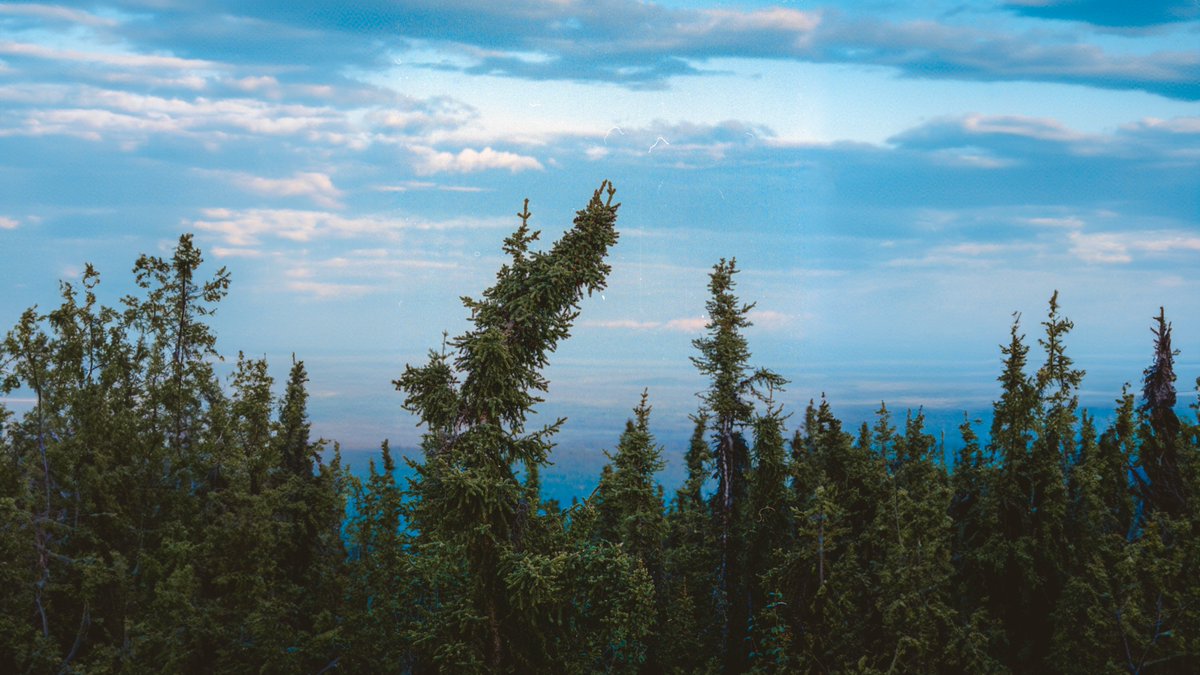 johncwingfield's tweet photo. Moments in the Alaskan wilderness, on 35mm film https://t.co/DyaPfs2dKw