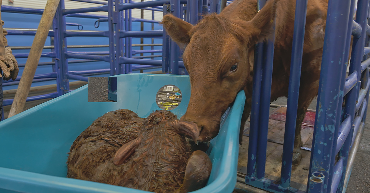 APTNtv's tweet photo. Make sure to tune in for the new episode of Dr. Savannah: Wild Rose Vet Season 2 this upcoming Tuesday so you don't miss out! 

#WildRoseVet #VetLife #Métis #IndigenousCulture  #animallover https://t.co/Lfo02SBWa2