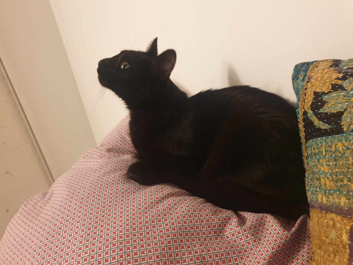marielecun's tweet photo. Bouteille à la mer :
Notre chatte Chouquette a disparu depuis le vendredi 4 août dans le secteur de Tolbiac (Paris 13e).
Elle pèse 4kg, est pucée et stérilisée. Elle est curieuse mais peu sociable. 
Contactez-moi si vous l'apercevez. https://t.co/tadEltdMzp