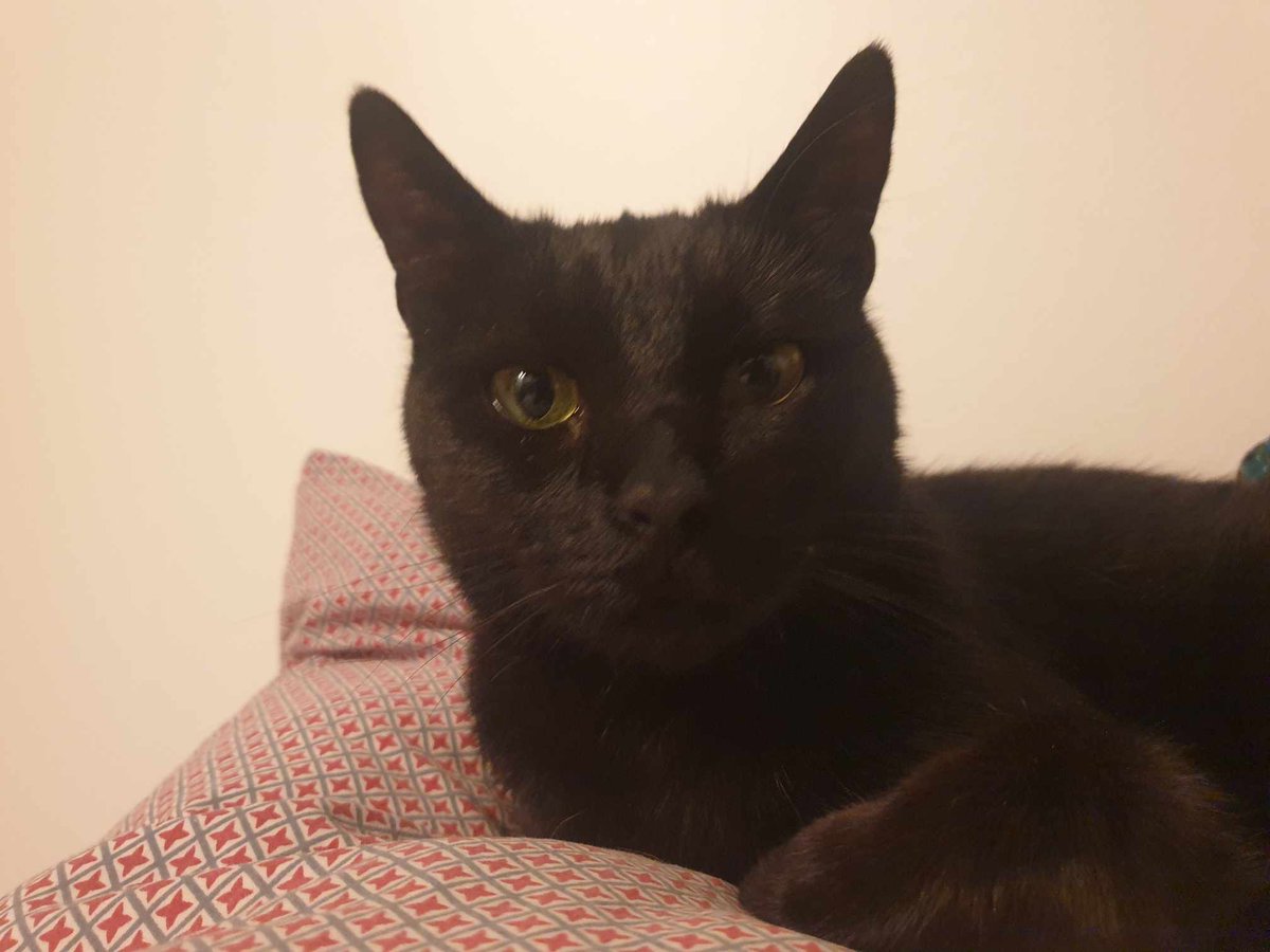 marielecun's tweet photo. Bouteille à la mer :
Notre chatte Chouquette a disparu depuis le vendredi 4 août dans le secteur de Tolbiac (Paris 13e).
Elle pèse 4kg, est pucée et stérilisée. Elle est curieuse mais peu sociable. 
Contactez-moi si vous l'apercevez. https://t.co/tadEltdMzp