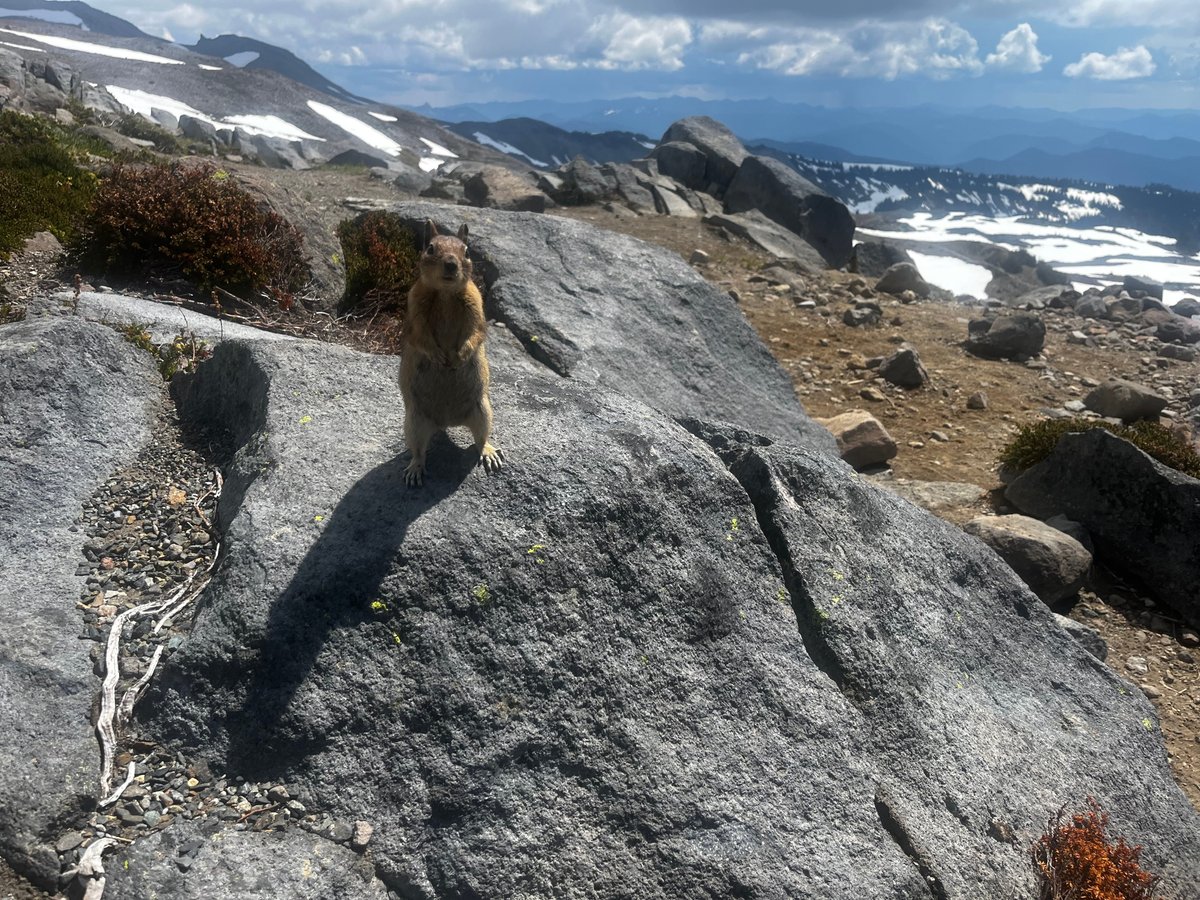 DiscoverRainier's tweet photo. This fellow couldn't resist posing for the camera. 📸🐿️ https://t.co/cDe5Ujde2B