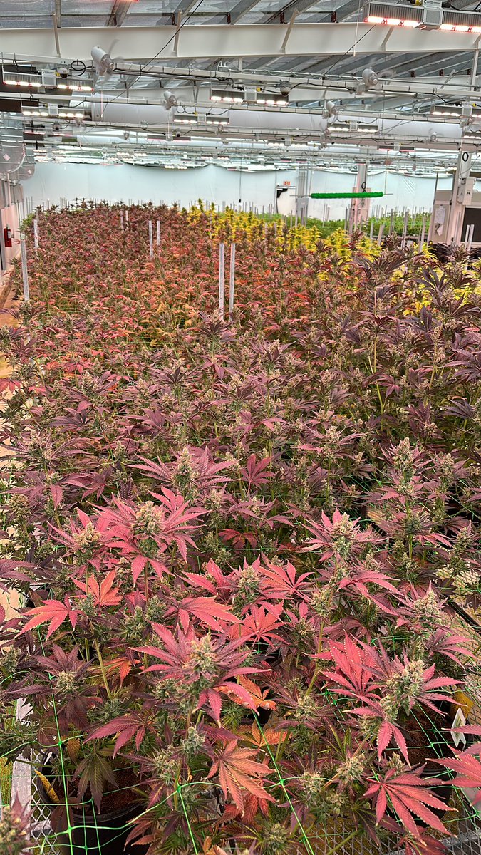 Dmg3_'s tweet image. 💟💟