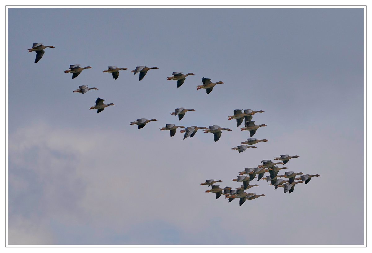 CrossPhotogr1's tweet photo. Greylags at RSPB St. Aidan's #greylag #greylags #staidans #birds #birdwatching #TwitterNatureCommunity #wildlife #wildlifephotography #nature #NaturePhotography  #springwatch https://t.co/WX6b7QwhEW
