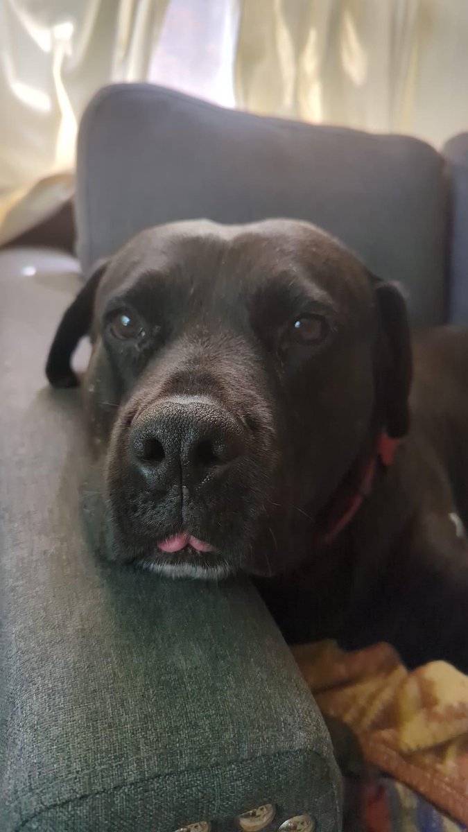JRsPupsNStuff's tweet photo. Mack and his little tongue 😍
Mack is a senior sweetheart looking for his forever home. He is great with people, including school aged children. He is a good mix of energy and chill. 
Mack's only restriction is a no pet house! Apply at https://t.co/MQf03TeUY6. 512395-DS https://t.co/afk3T1oBMt