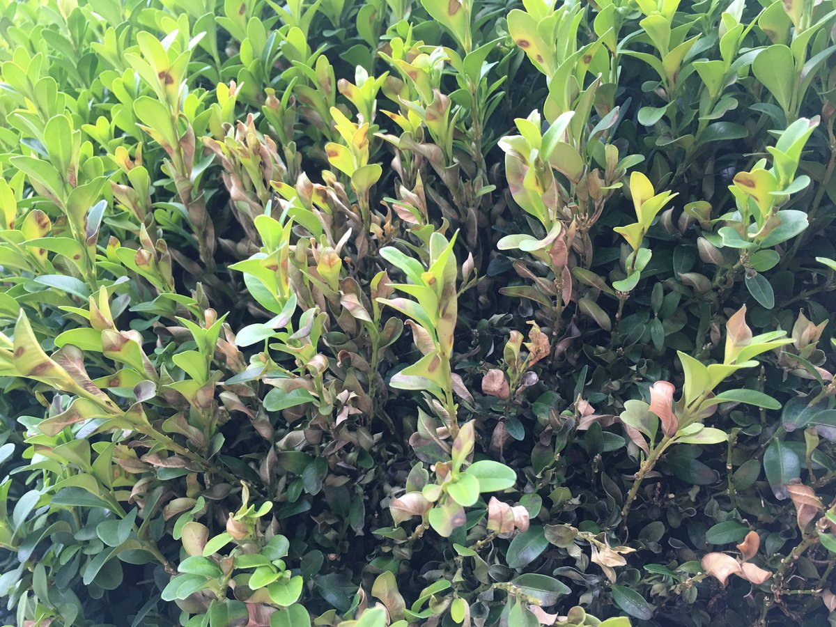 BuxusKing's tweet photo. Box blight is active again. Make sure to check your hedge and apply TOPBUXUS Health-Mix if needed ✅
.
#Buxus #buchsbaum #buchs #boxtree #boxtrees #boxwood #buchsbäume #box #topbuxus #boxblight #buxusball #topiary #buxussempervirens #hedge #garden #gardeningtwitter #plant https://t.co/kO9OHgo1X7