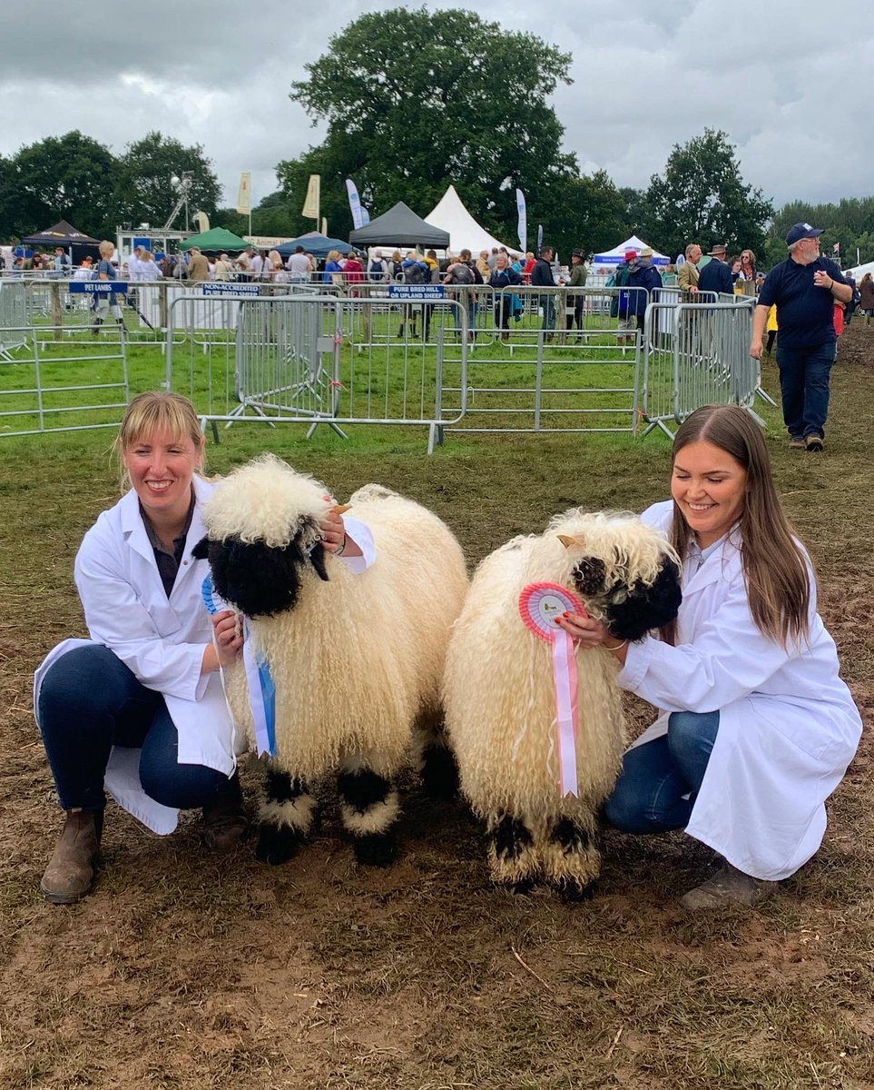 It was a pleasure to help show off these beauties at <a href="/burwarton_show/">Burwarton Show</a> on Thursday 😍🌟🐑