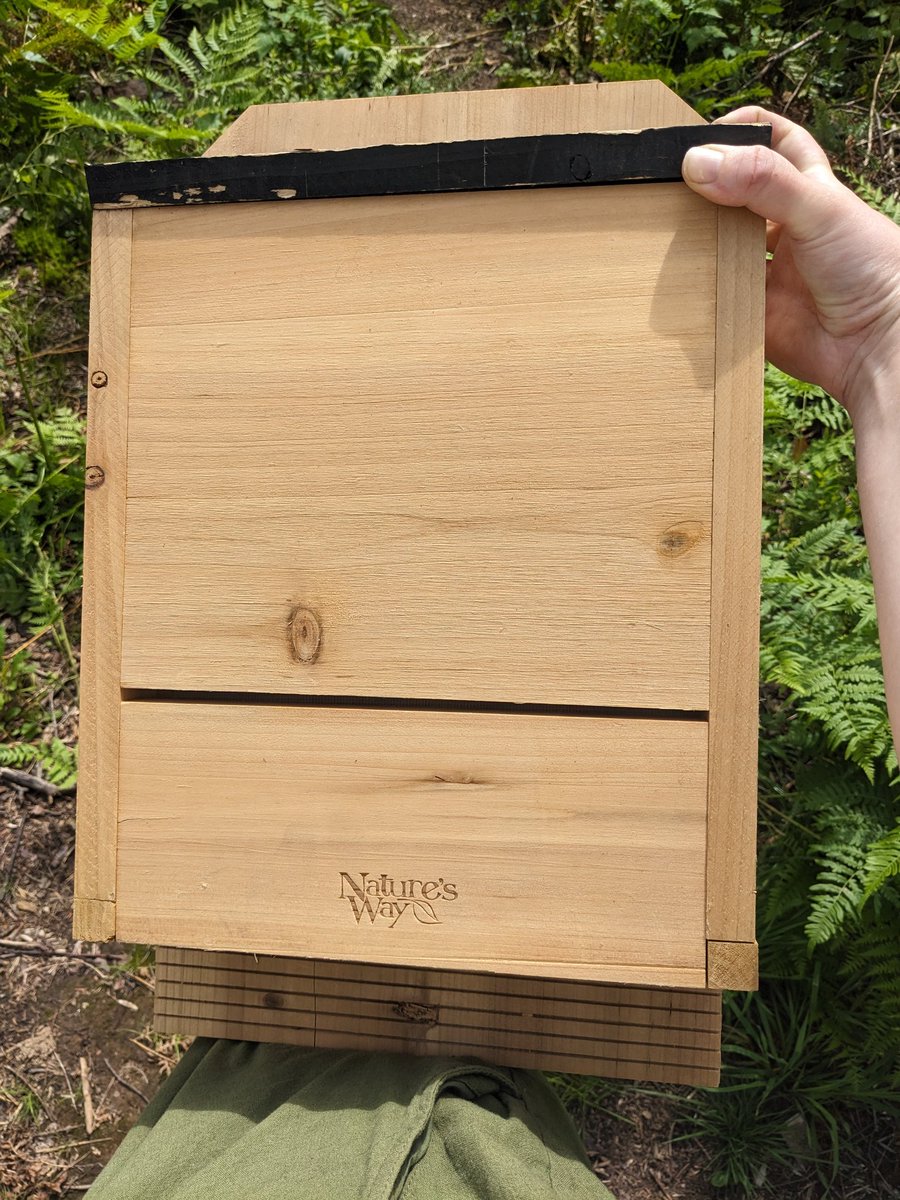 Flora Meadow: Very Hairy tweet media