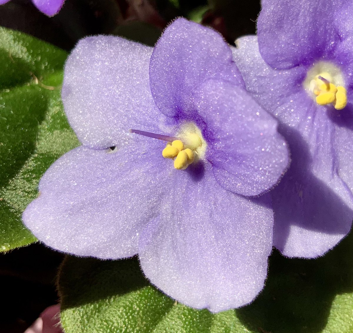 d3athbyglitter's tweet photo. Blooming at last! When I was a child I marveled at the way my mother’s African violets looked like a silk replica, like it’s flowers were cut from purple charmeuse and it’s leaves from dark green velvet, like it’s structures were all born of hidden wiring and expert starching. https://t.co/zUIgryTbfJ