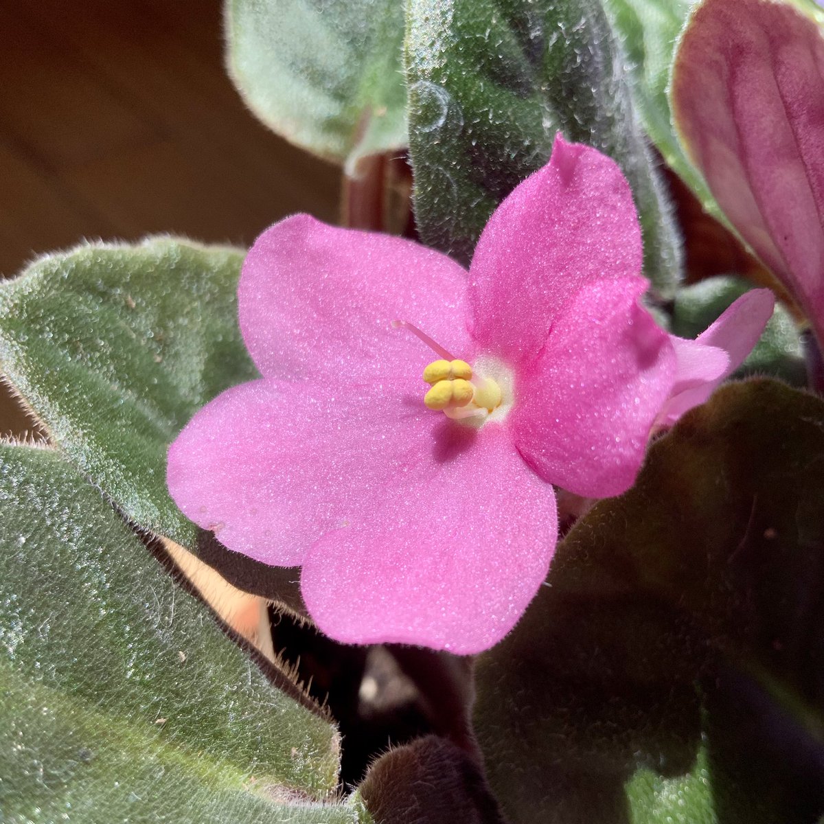 d3athbyglitter's tweet photo. Blooming at last! When I was a child I marveled at the way my mother’s African violets looked like a silk replica, like it’s flowers were cut from purple charmeuse and it’s leaves from dark green velvet, like it’s structures were all born of hidden wiring and expert starching. https://t.co/zUIgryTbfJ