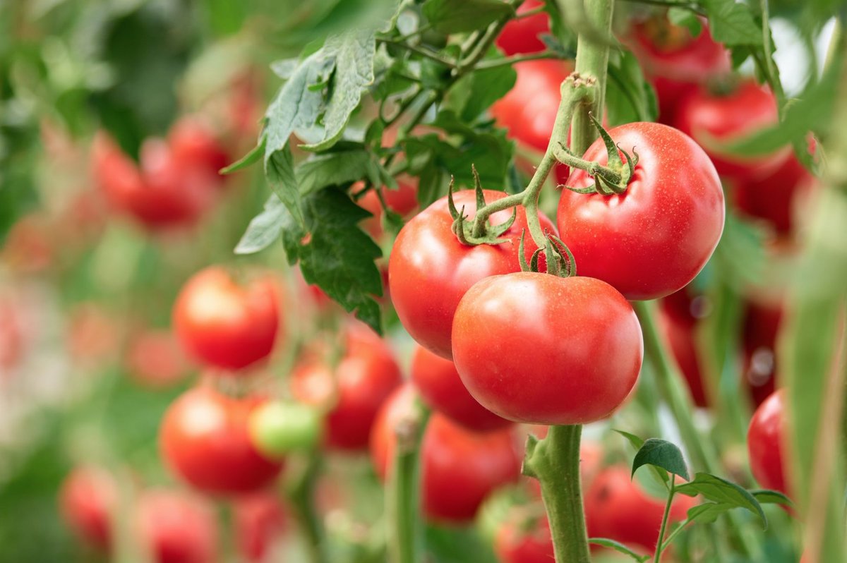 FNSEA's tweet photo. En direct sur @BFMTV , Guillaume Lefort @AgriAvenir lance un appel aux #consommateurs : "La météo pluvieuse pénalise de nbx produits de saison: tomates, melons, légumes frais... Profitez de l'été pr consommer ces produits 🇫🇷 voire locaux, de qualité, emblématiques de nos régions! https://t.co/3lJLO5n4zr
